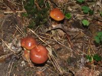 Goldgelber Lärchen-Röhrling
